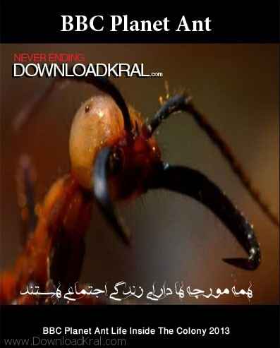 امپراطوری مورچه های صحرایی