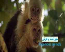 مستند حیوانات باهوش